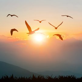 Birds flying freedom on the mountains and sunlight silhouette